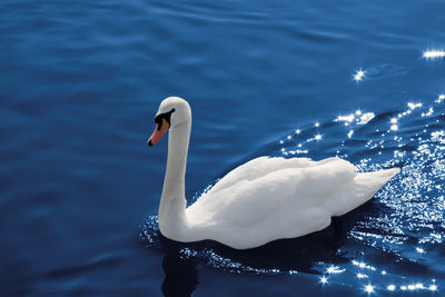 Swan swimming in lake