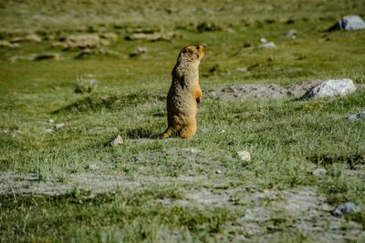 Side view of alert marmot on grassy field