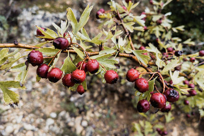 Close-up of cherries growing on tree