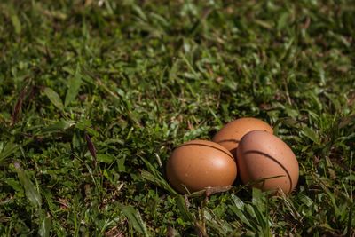 Close-up of eggs in field