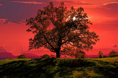 Tree on field against sky during sunset