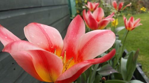 Close-up of day lily blooming outdoors