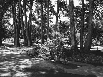 Footpath amidst trees