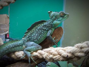 Close-up of lizard