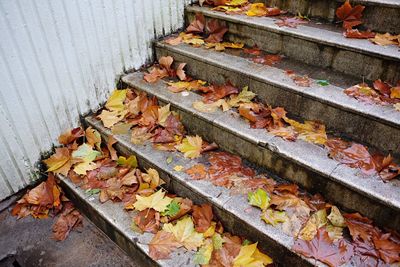 Autumn colours as the leafs hit the floor