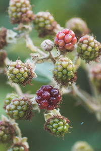 Close-up of grapes growing on tree