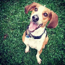 dog