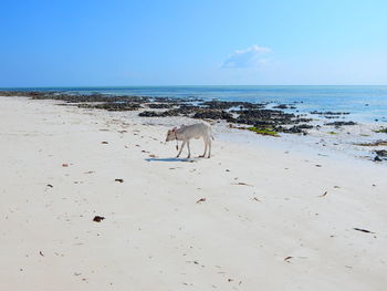 Dog standing on beach against sky