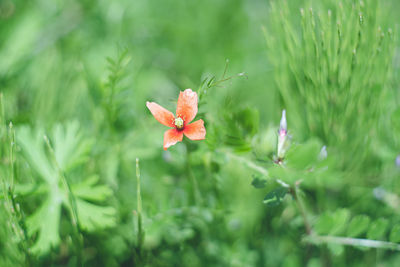 Close-up of yellow flowering plant