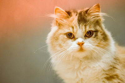 Close-up portrait of cat looking away