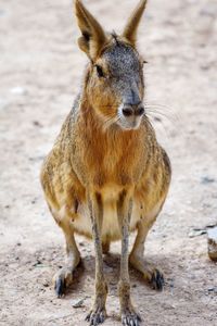 Portrait of lion standing on field