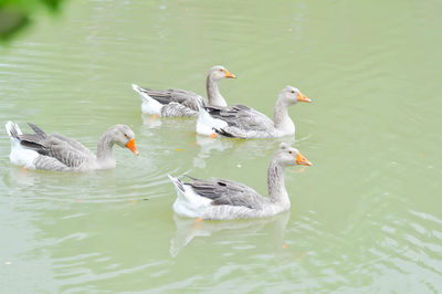 Ducks swimming in lake