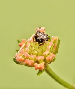 Close-up of insect pollinating on flower