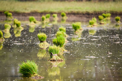 Close-up of plants growing in lake