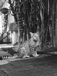 Cat by sugar canes growing in back yard