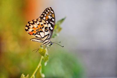 Close-up of butterfly pollinating flower