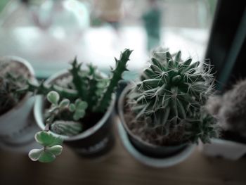 Close-up of potted plant