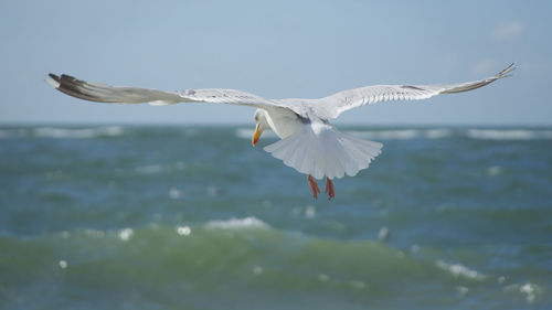 Seagulls flying over sea