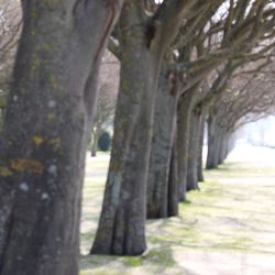 Close-up of tree trunk