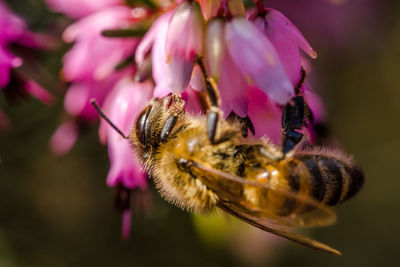 Close-up of honey bee on white flower