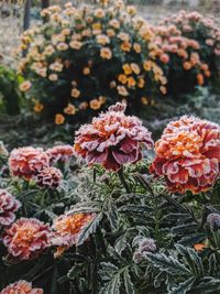 Close-up of flowering plants