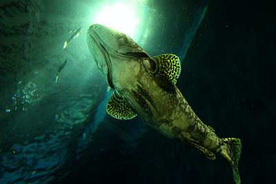 Close-up of turtle swimming in sea