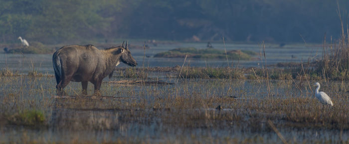 Side view of deer in lake