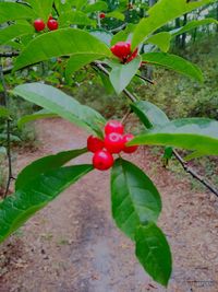 Close-up of red berries growing on tree