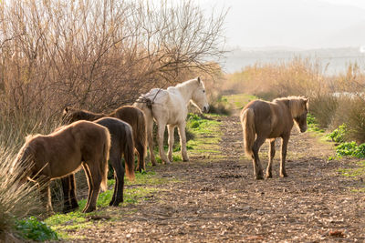 Herd of horses grazing on the banks of the river