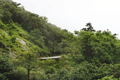 Trees in forest against clear sky