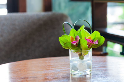 Close-up of potted plant on table at home