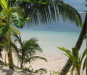 Palm trees on beach