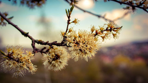 Close-up of cherry blossom on tree