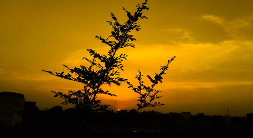 Silhouette of trees against dramatic sky