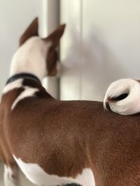 Close-up of horse