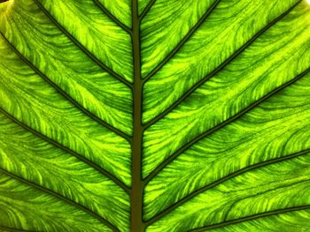 Close-up of green leaves