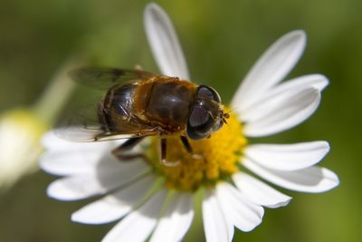 Close-up of bee pollinating on flower