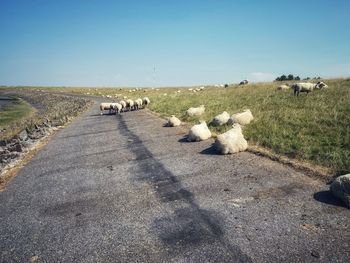View of sheep on road