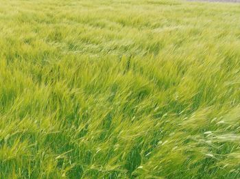 Full frame shot of corn field