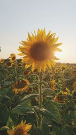 Close-up of sunflower on field against sky