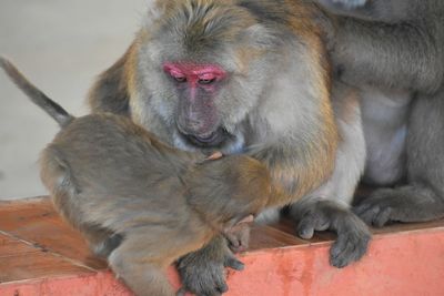 Close-up of monkeys in monkey cave, chiang rai, thailand