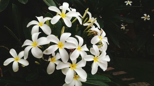 Close-up of white flowers blooming outdoors