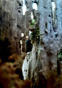 Close-up of moss growing on tree trunk