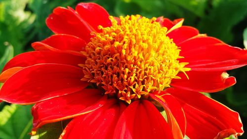 Close-up of red flower