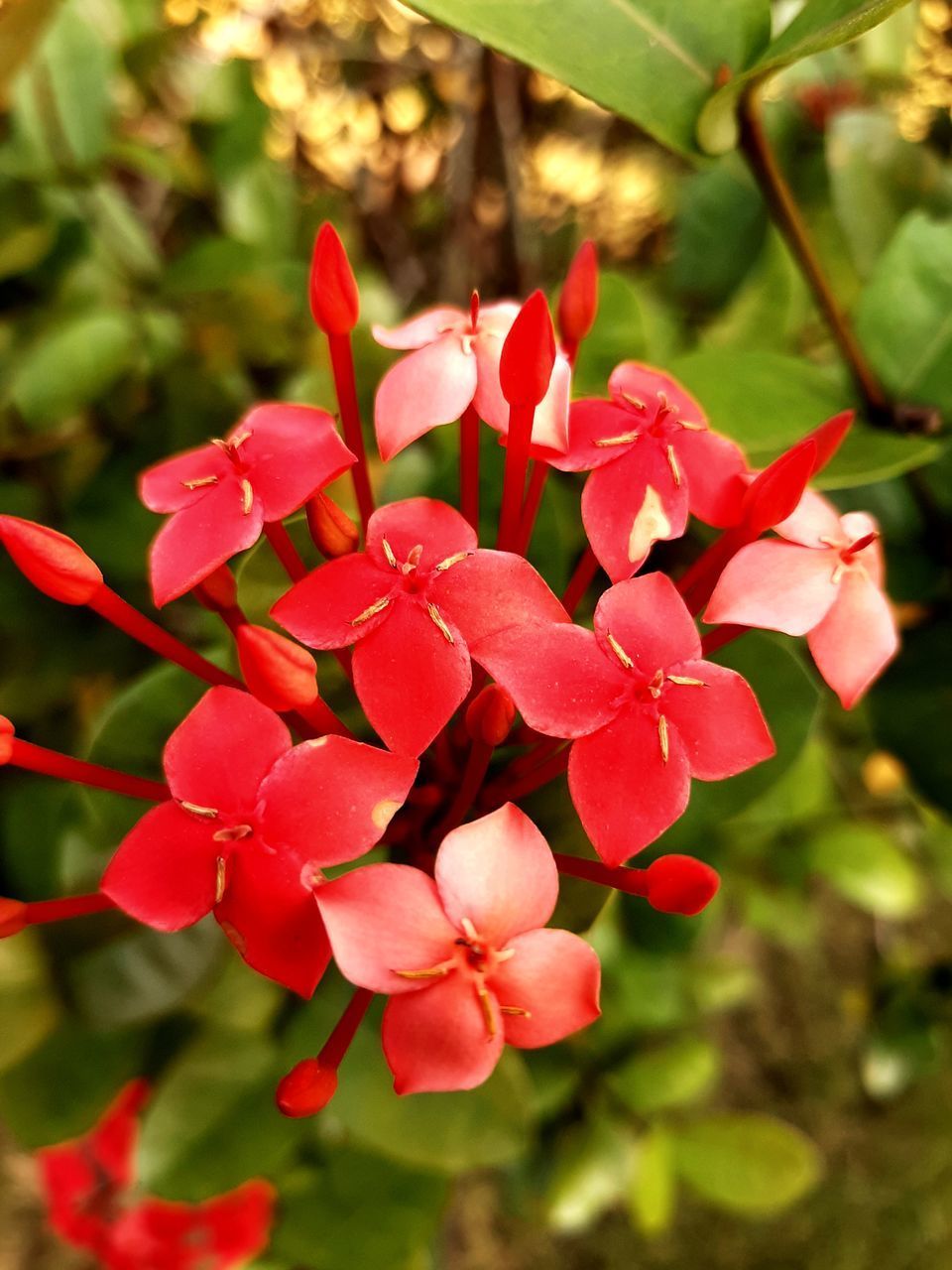 CLOSE-UP OF RED ROSES