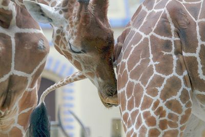 Close-up of giraffes in zoo