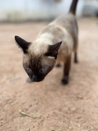 Close-up of a cat