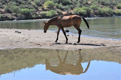 Horse standing in a lake