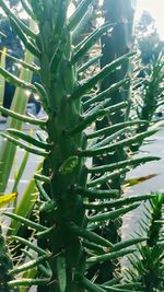Close-up of fresh green cactus plant