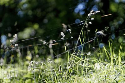 Close-up of fresh green grass